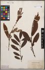 Foto von Salix cinerea L.